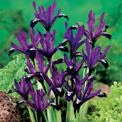 Iris Reticulata Purple Gem
