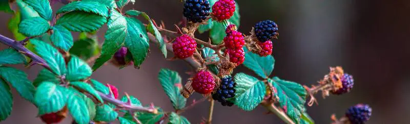 What To Plant In Summer Rsz Pexels Wahid Hacene 975231 - Garden Express Australia