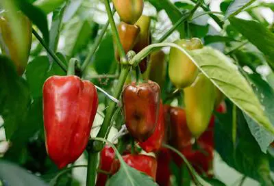 What To Plant In Summer Rsz Pexels Yan 5479383 - Garden Express Australia