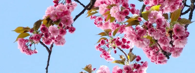 How To Take Care Of Plants In Summer Webp Net Resizeimage 1 - Garden Express Australia