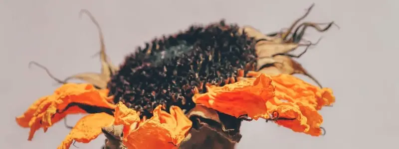 How To Take Care Of Plants In Summer Webp Net Resizeimage 2 - Garden Express Australia