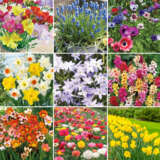 Spring Bulb Collections 2024