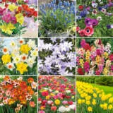 Spring Bulb Collections 2025