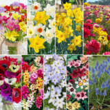 Australia Day Favourites Collection 2026 Colausfav - Garden Express Australia