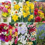 Australia Day Favourites Collection 2026 Colausfav - Garden Express Australia