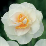 Daffodil Madison Pkdafmad - Garden Express Australia