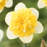 Daffodil Full House Daffodil Full House