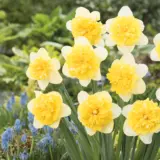 Daffodil Full House Pkdaffho 2025 - Garden Express Australia