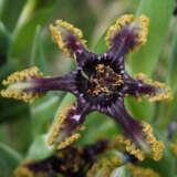 Ferraria Crispa Brown Form Pkfercbf 2026 - Garden Express Australia