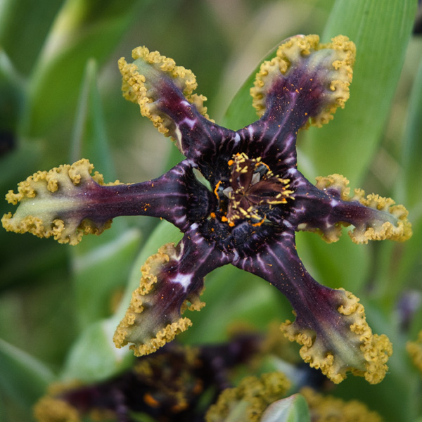 Ferraria Crispa Brown Form