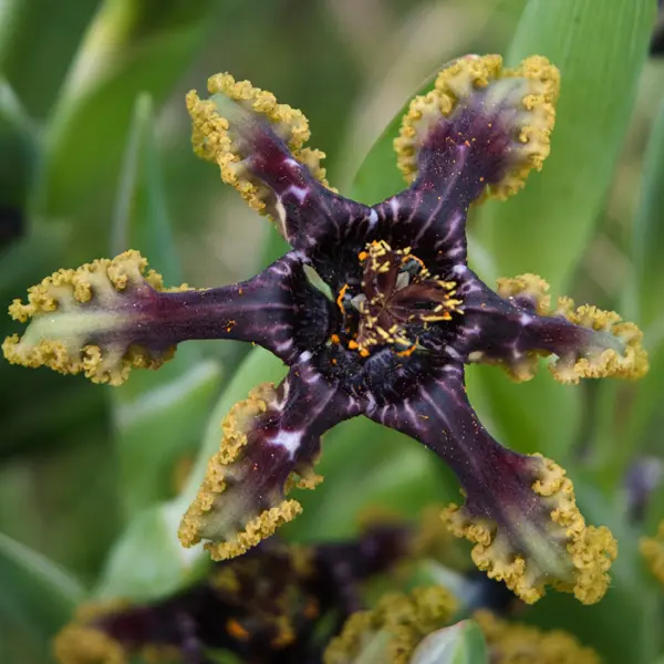 Ferraria Crispa Brown Form