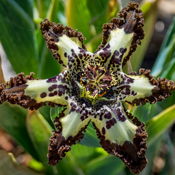 Ferraria Crispa Brown Form Ferraria Crispa Brown Form