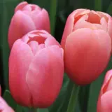 Tulip Ace Pink Tulip Ace Pink