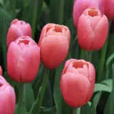Tulip Ace Pink Pktulapi 2026 - Garden Express Australia