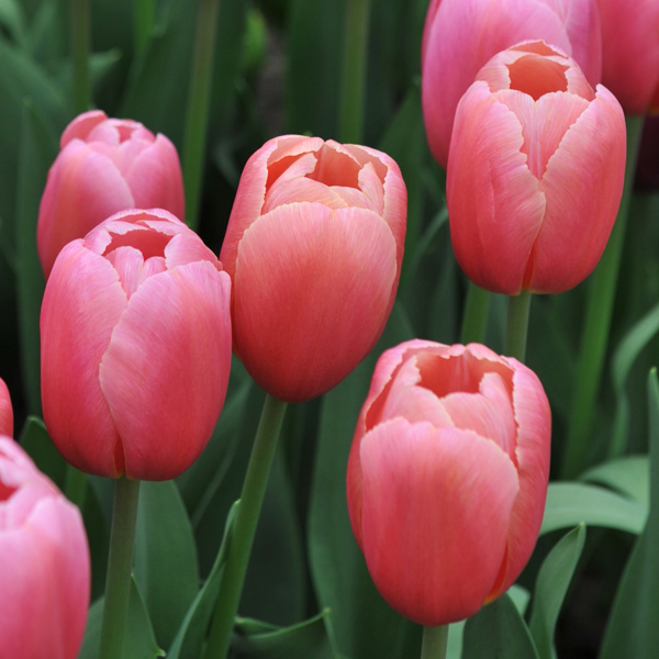 Tulip Ace Pink