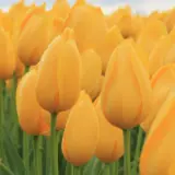 Tulip Big Smile 2 Pktulbsm 2026 - Garden Express Australia