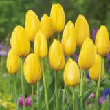 Tulip Big Smile Tulip Big Smile