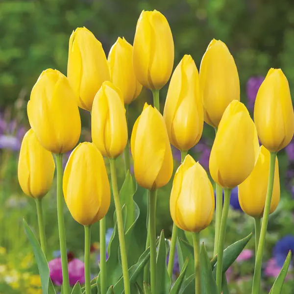 Tulip Big Smile Tulip Big Smile