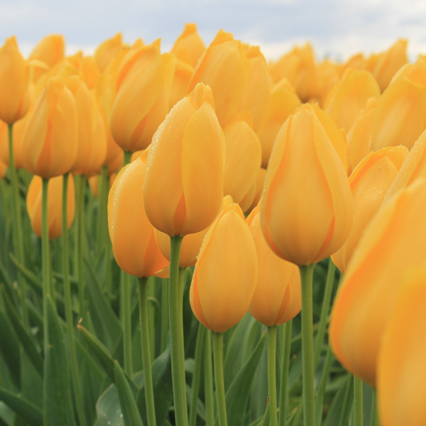 Tulip Big Smile Tulip Big Smile