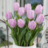 Tulip Candy Prince Tulip Candy Prince