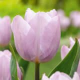 Tulip Candy Prince Tulip Candy Prince