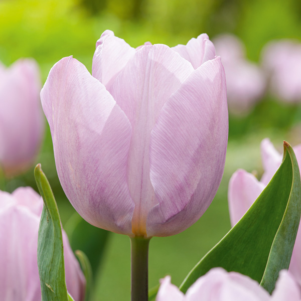 Tulip Candy Prince Tulip Candy Prince