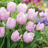 Tulip Candy Prince Pktulcpr 2026 - Garden Express Australia