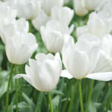 Tulip Clearwater Pktulce 2026 - Garden Express Australia