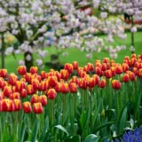 Tulip Denmark Tulip Denmark