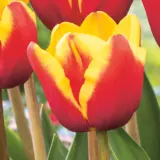 Tulip Denmark Tulip Denmark