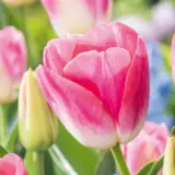 Tulip Dynasty Tulip Dynasty