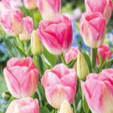 Tulip Dynasty Fm Pktuldyn 2026 - Garden Express Australia
