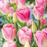 Tulip Dynasty Fm Pktuldyn 2026 - Garden Express Australia