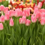 Tulip Dynasty Tulip Dynasty