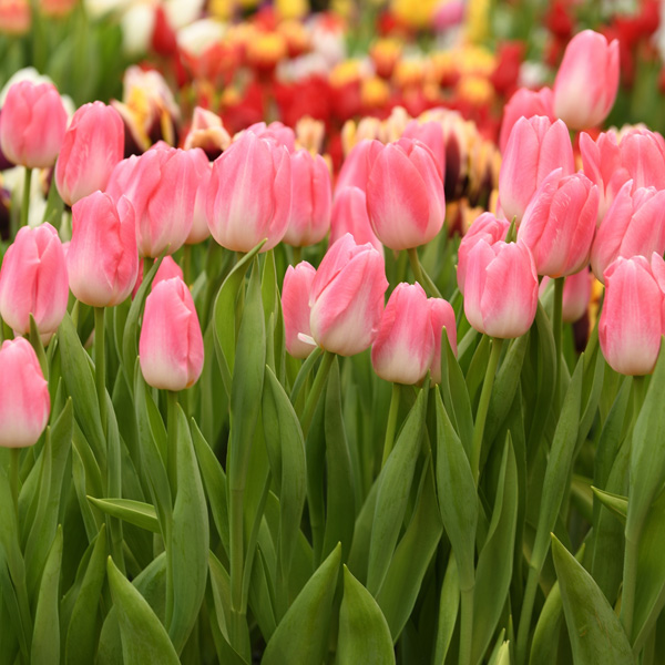 Tulip Dynasty Tulip Dynasty