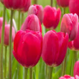 Tulip Grand Style 2 Pktulgst 2026 - Garden Express Australia