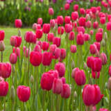 Tulip Grand Style