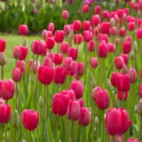 Tulip Grand Style Tulip Grand Style