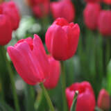Tulip Grand Style