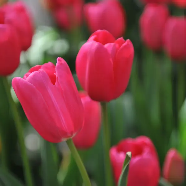 Tulip Grand Style