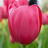 Tulip Grand Style Tulip Grand Style
