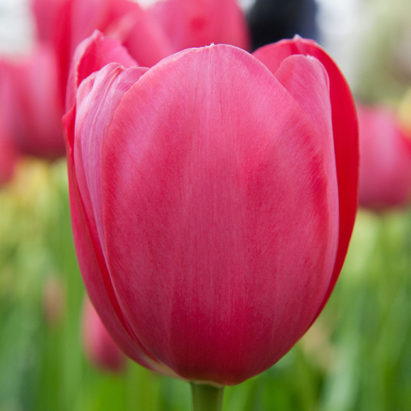 Tulip Grand Style