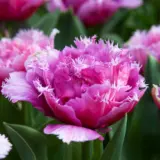 Tulip Mascotte Tulip Mascotte