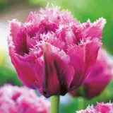 Tulip Mascotte Tulip Mascotte