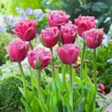 Tulip Mascotte Pktulmas 2026 - Garden Express Australia