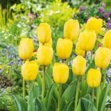 Tulip Novi Sun Tulip Novi Sun