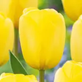 Tulip Novi Sun Tulip Novi Sun