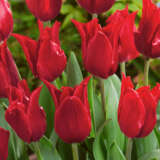 Tulip Pretty Woman Pktulpwo 2026 - Garden Express Australia