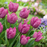 Tulip Purple Prince 2 Pktulppr - Garden Express Australia