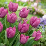Tulip Purple Prince 2 Pktulppr - Garden Express Australia